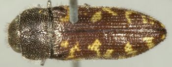 Media type: image;   Entomology 2731 Aspect: habitus dorsal view